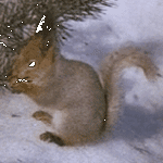 pic for squirrel  176x176